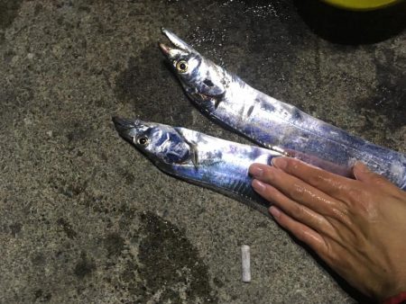 まだまだ敦賀の太刀魚健在でした