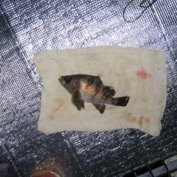 豊浜釣り桟橋　北風が厳しい季節になりました