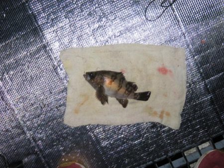 豊浜釣り桟橋　北風が厳しい季節になりました