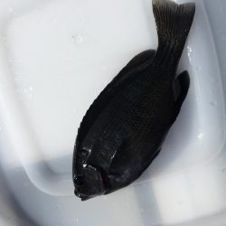 周南 戸田桑原漁港