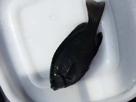 周南  戸田桑原漁港