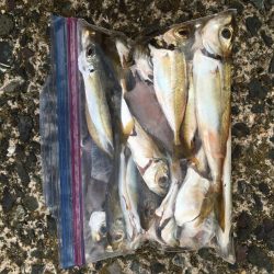 大物にビックリ