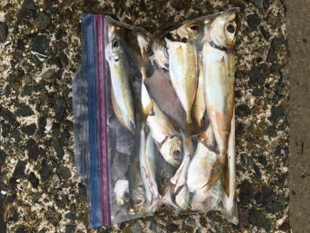 大物にビックリ