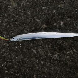 開園と同時の釣行