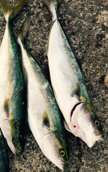 鳴門波止 青物好調！