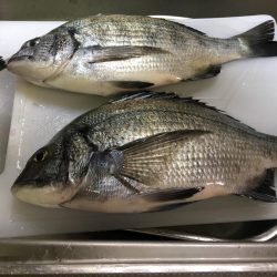 津田沖一文字でチヌ