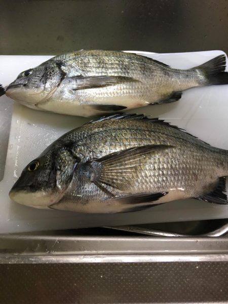 津田沖一文字でチヌ