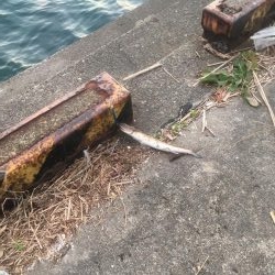 津田でエソ遊び