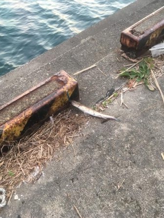 津田でエソ遊び