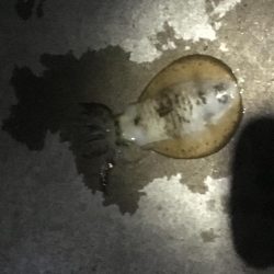 結局は腕やっさ！