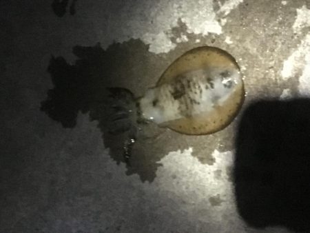 結局は腕やっさ！