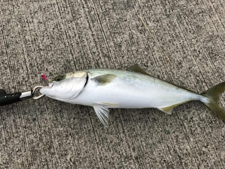 ベイトがいっぱい！