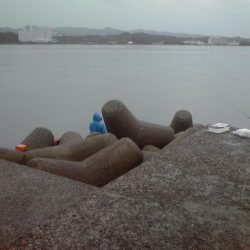 ヘダイ（20㎝）2匹のみ