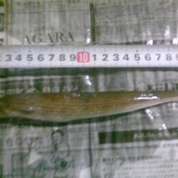 ジャンボアジ（尺アジ）4匹