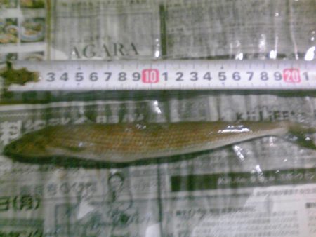 ジャンボアジ（尺アジ）4匹