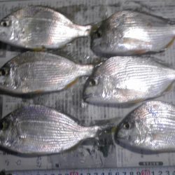 メッキ、ジャンボアジ、カイズ等