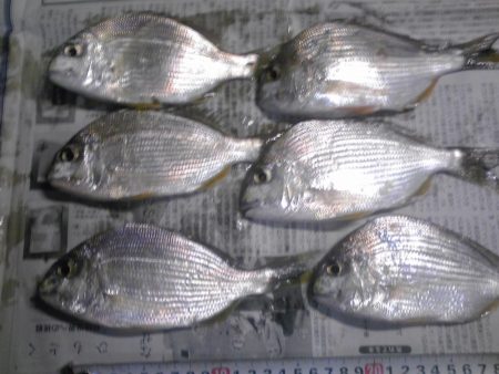 メッキ、ジャンボアジ、カイズ等