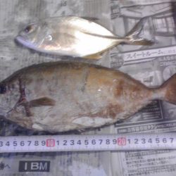 アイゴ、メッキ、カイズ等