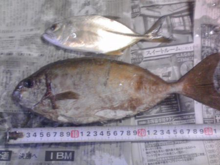 アイゴ、メッキ、カイズ等