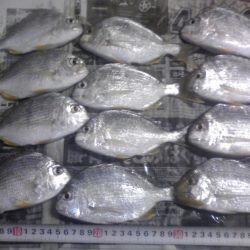 サビキでジャンボアジ（尺アジ）