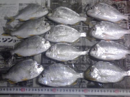 サビキでジャンボアジ（尺アジ）