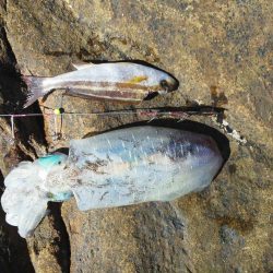 グレ・アオリイカ・小さい・・・・・・