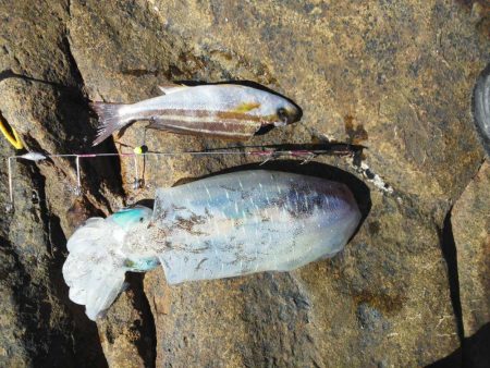 グレ・アオリイカ・小さい・・・・・・