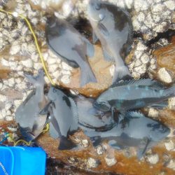 グレ小さかった・・コツパ・小イサキ沢山・・