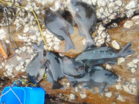 グレ小さかった・・コツパ・小イサキ沢山・・…