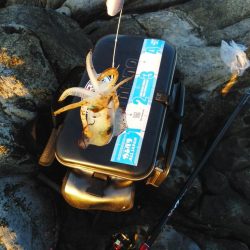 グレ・アオリイカは小さい・・イズスミは良く引きました・・