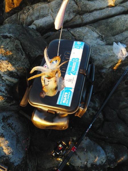 グレ・アオリイカは小さい・・イズスミは良く引きました・・