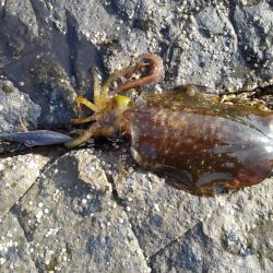 そろそろヤエンに…