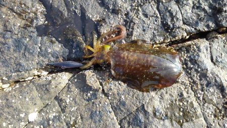 そろそろヤエンに…