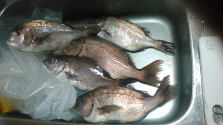 海上釣り堀水宝で青物狙い