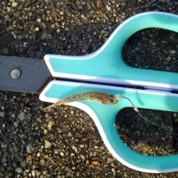 タイラバからの陸っパリ