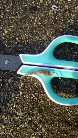 タイラバからの陸っパリ