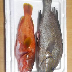 アカハタボート