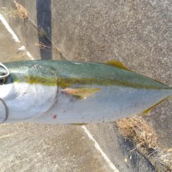 フォールでパクリ！