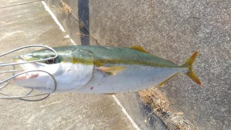 フォールでパクリ！