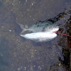 ストリンガーが