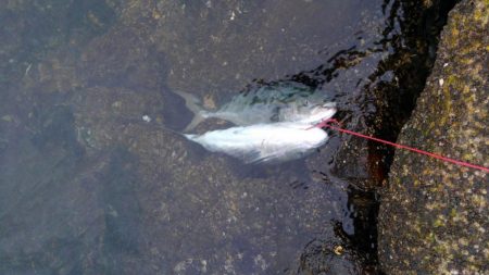 ストリンガーが