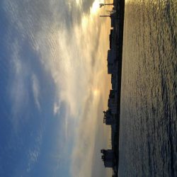 久しぶりのタチウオ！