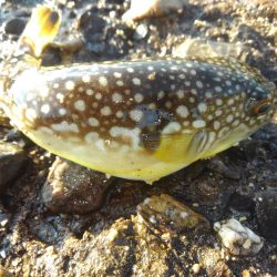 外道、げどう、ゲドウ