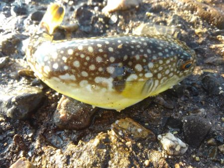 外道、げどう、ゲドウ