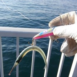 青物はアカン感じ