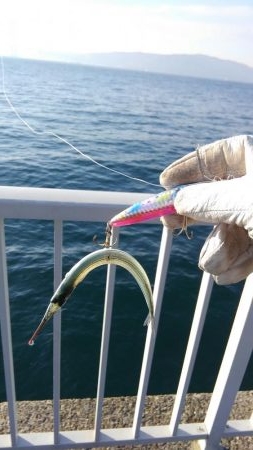 青物はアカン感じ