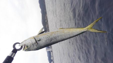 アカハタボート