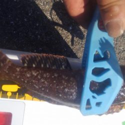 カワハギも終わりやね