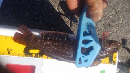 カワハギも終わりやね