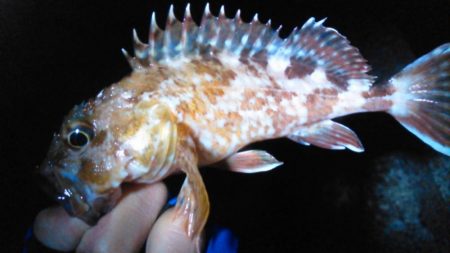 メバル高活性！